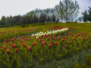 İzmit/Kocaeli/Türkiye