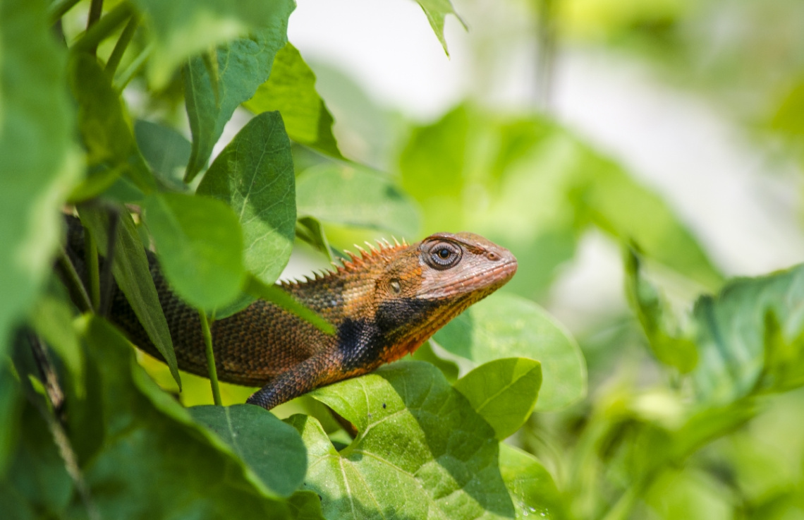 Oriental garden lizard