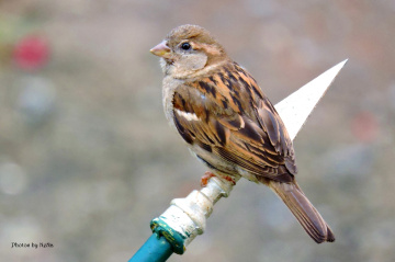 Little Sparrow