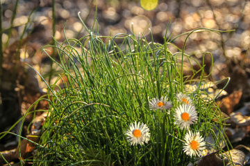 spring bokeh