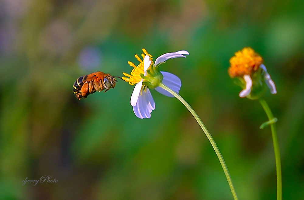 Bee fly
