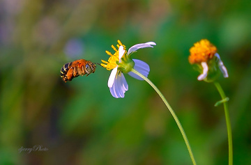 Bee fly