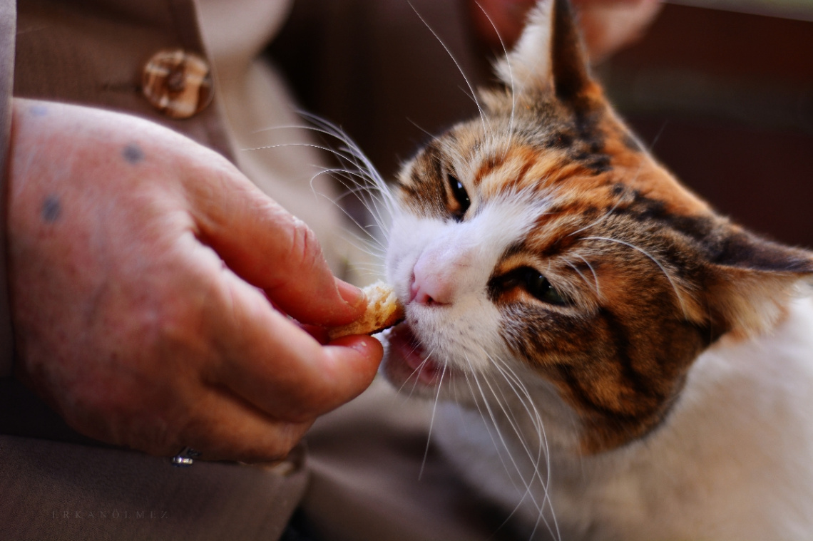 kedi