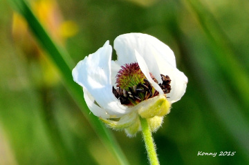 wildflower .. 