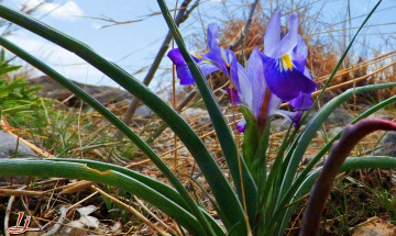Wild Spring's Wild signs