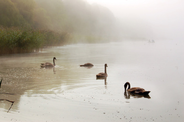 Bathing in the fog