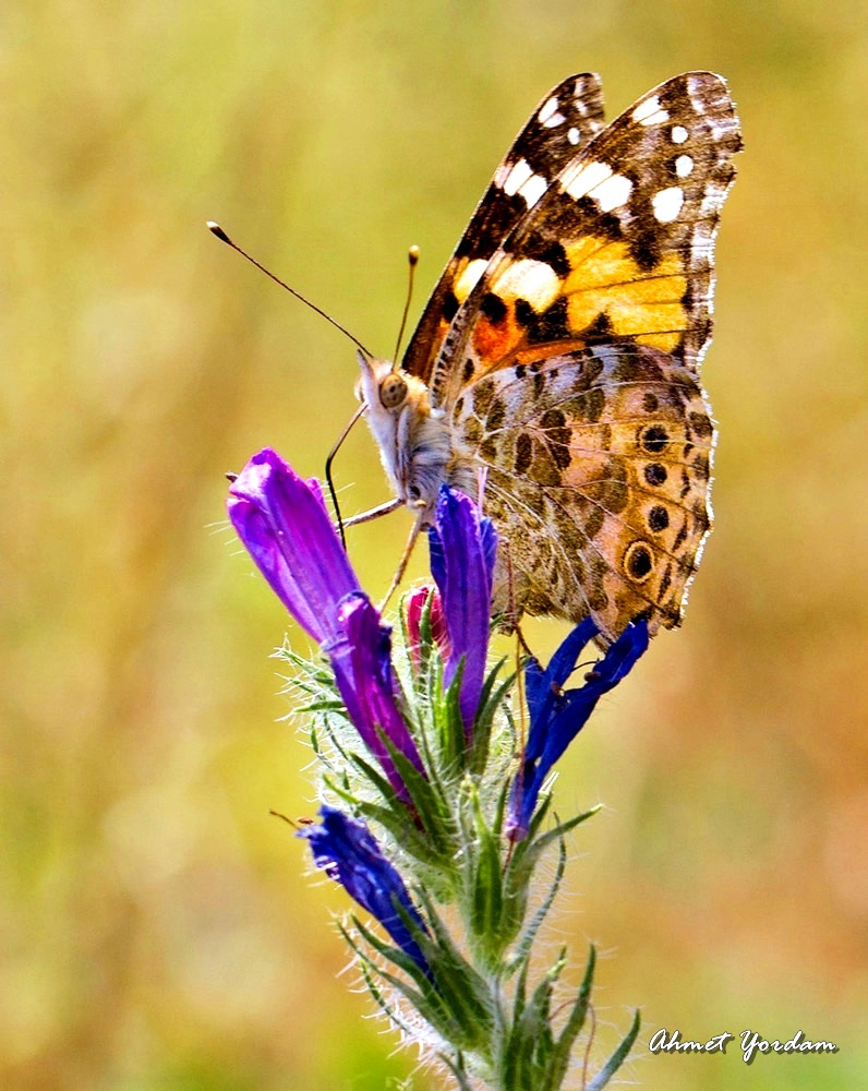 Makro Yaşamlar-Macro