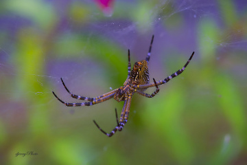 Spider