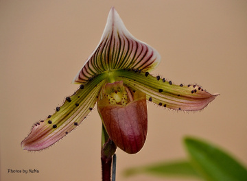 Paphiopedilum