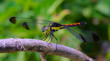 Dragonfly