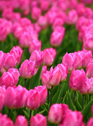 pink and green