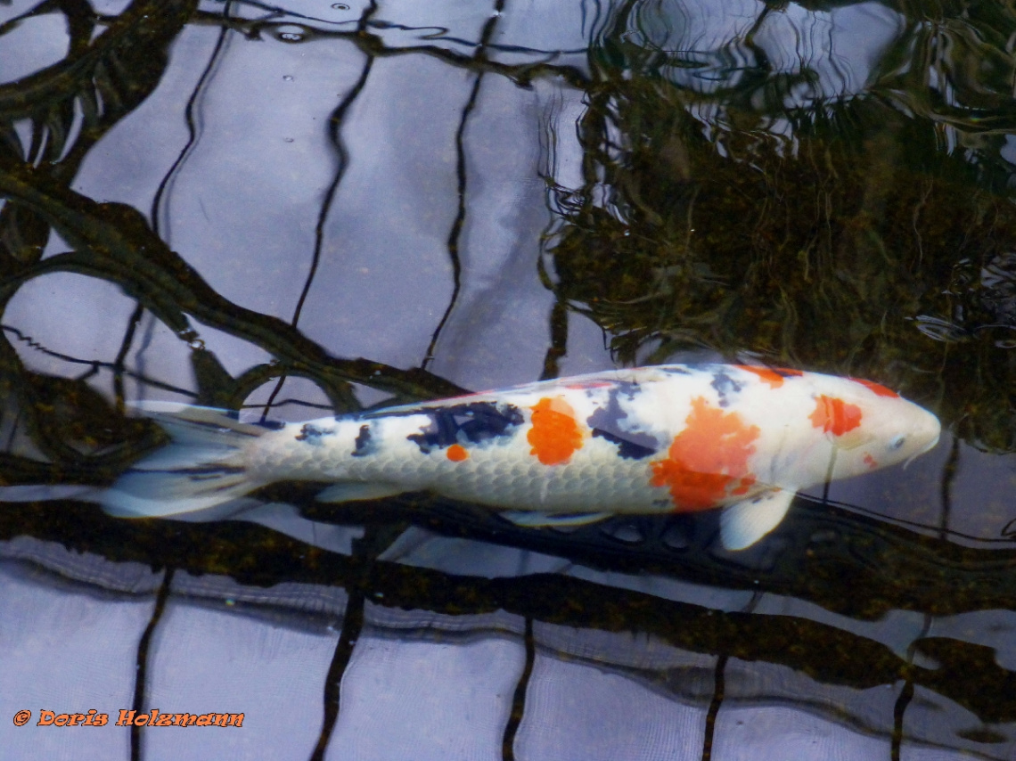 Koi