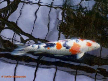 Koi