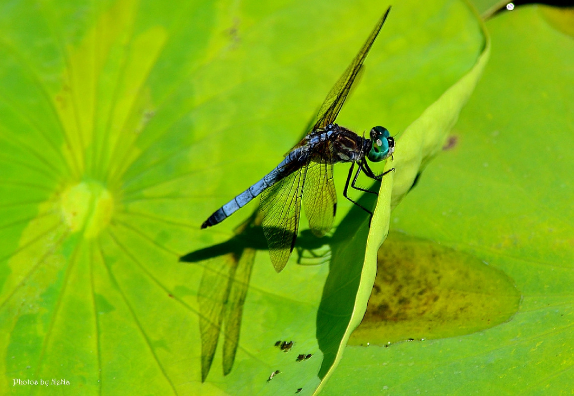 Libélula