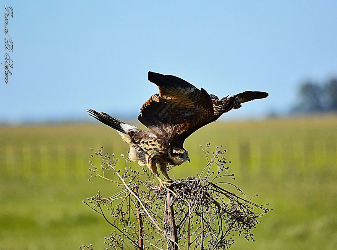 Acrobat