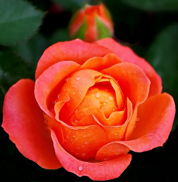 Orange  rose