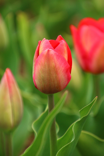 tulip