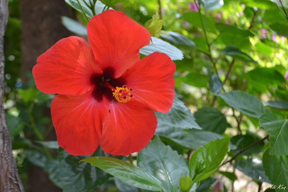 Hibiscus