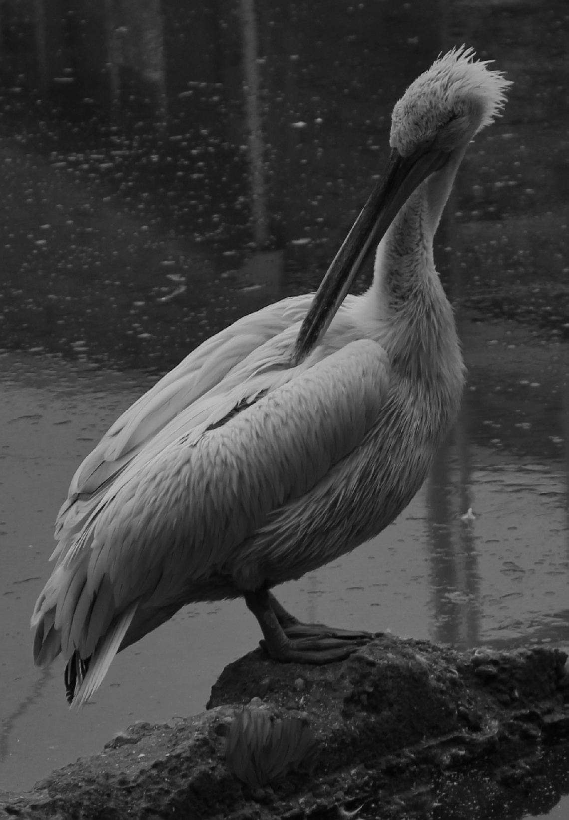 A Pelican Moment...