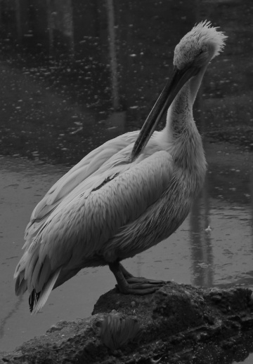 A Pelican Moment...