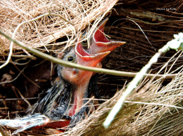 Nest