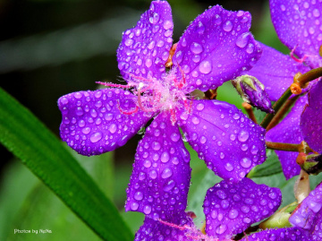 Drops