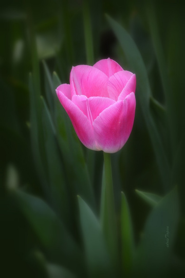 PEMBE.......