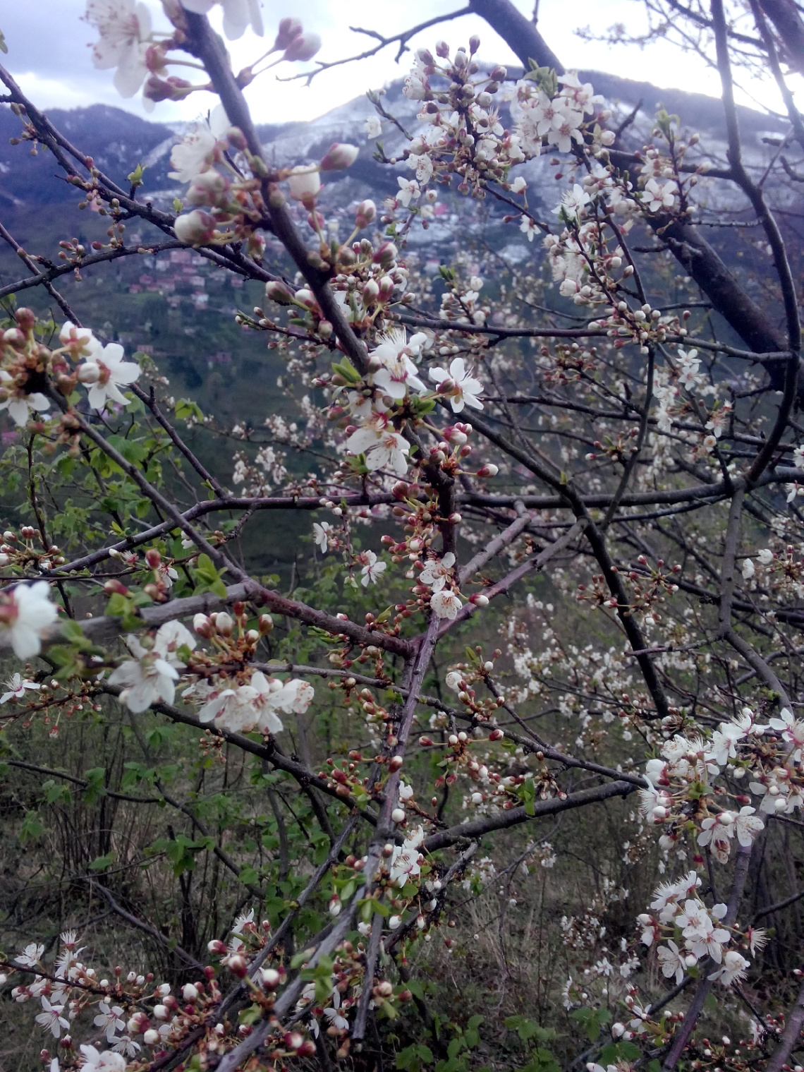 bahar çiçekleri ve kar
