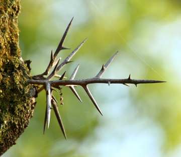 prickles