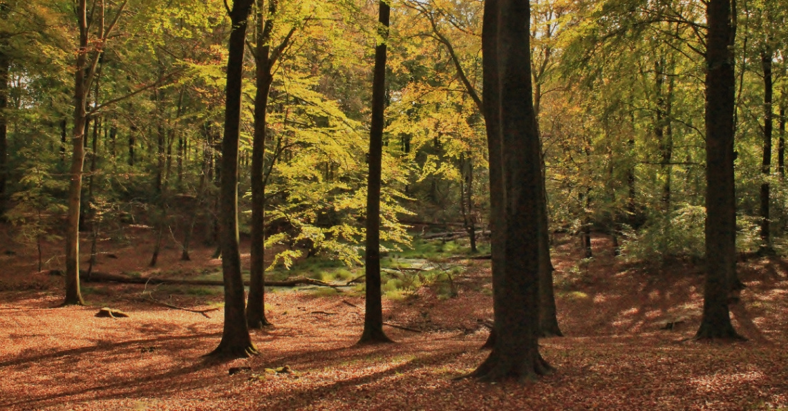 Light In The Forest