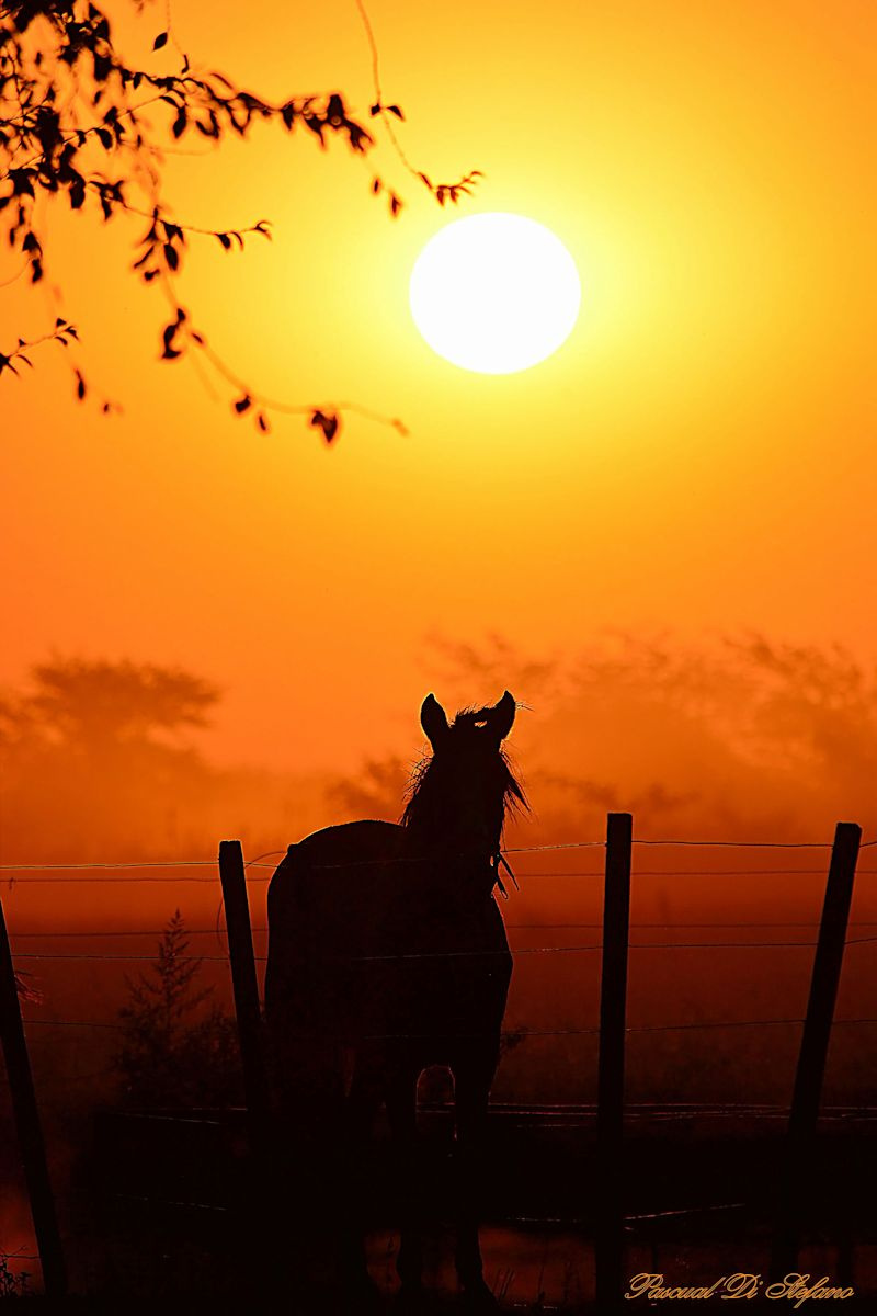 Horse of sunset