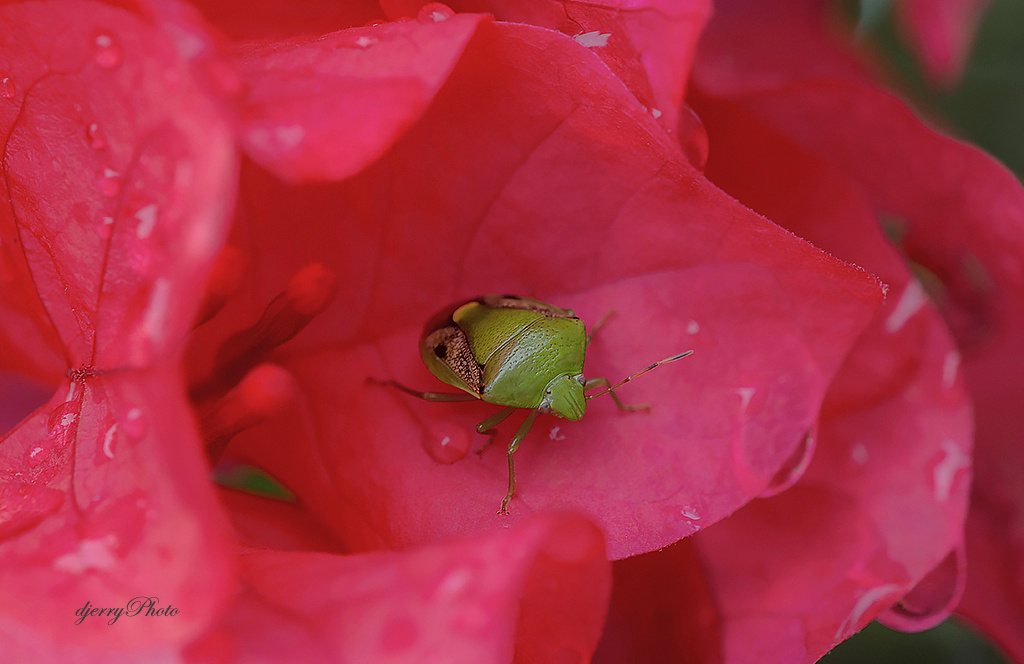 Green insect