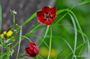 Wild Tulips 