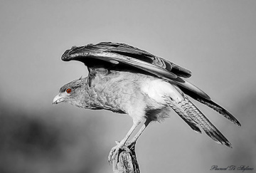 To lifting flight