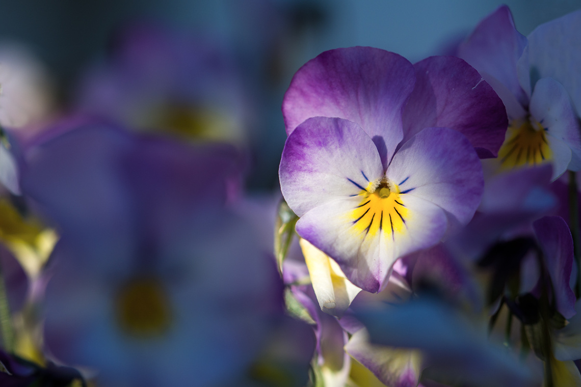 Viola Cornuta
