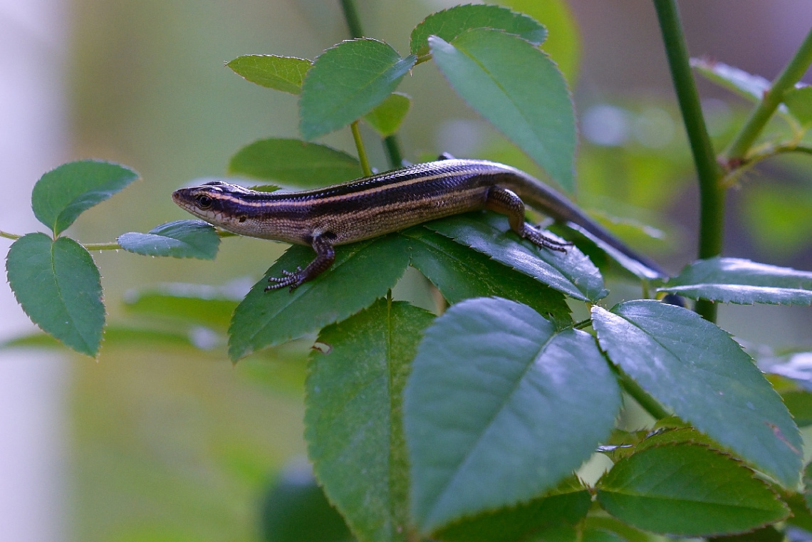 Lizard