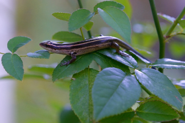 Lizard