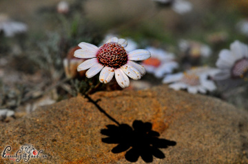 Anthemis tricolor