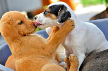 ♥  true love ♥  