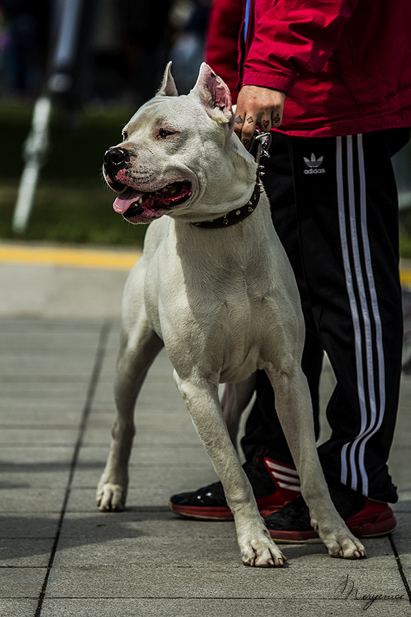 Argentino Dogo