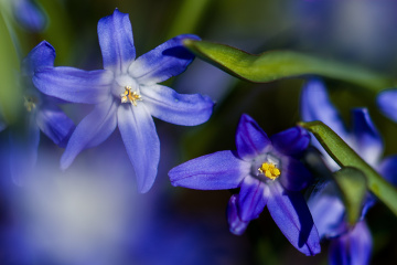 Blue Scillas