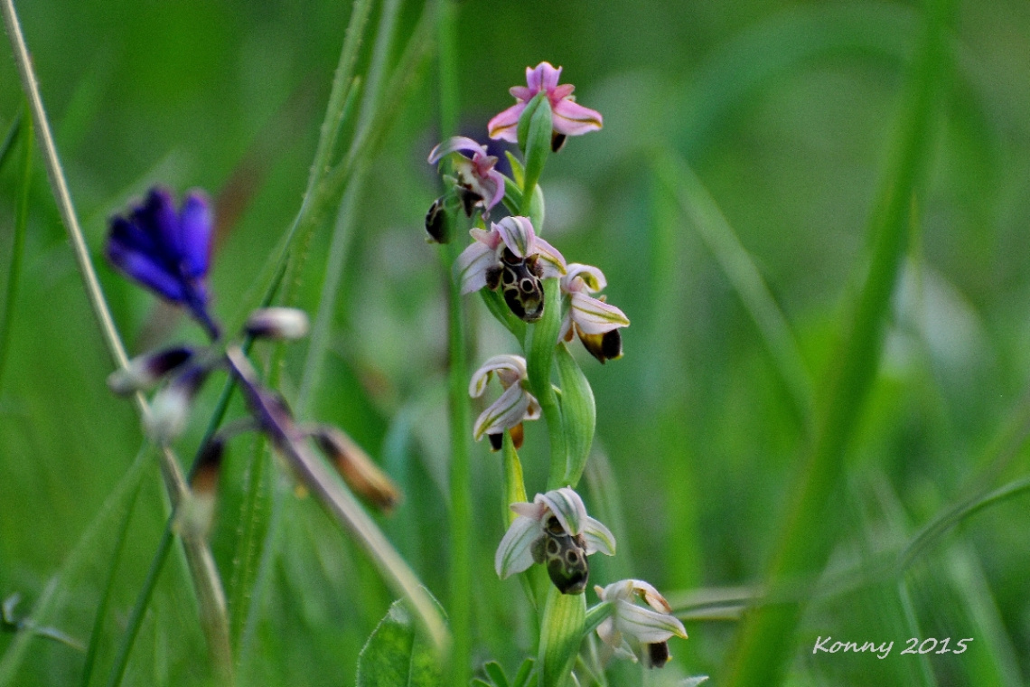 Tiny Wild Orchid