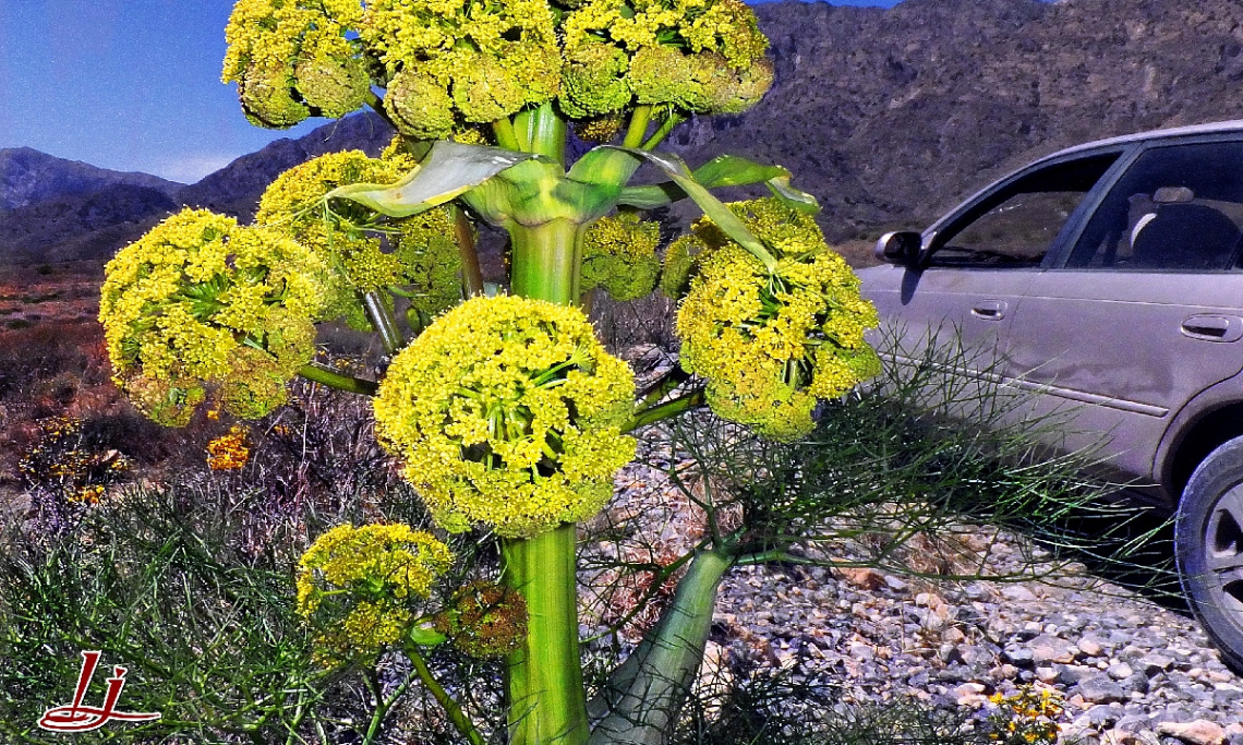 Wild,Black Cumin