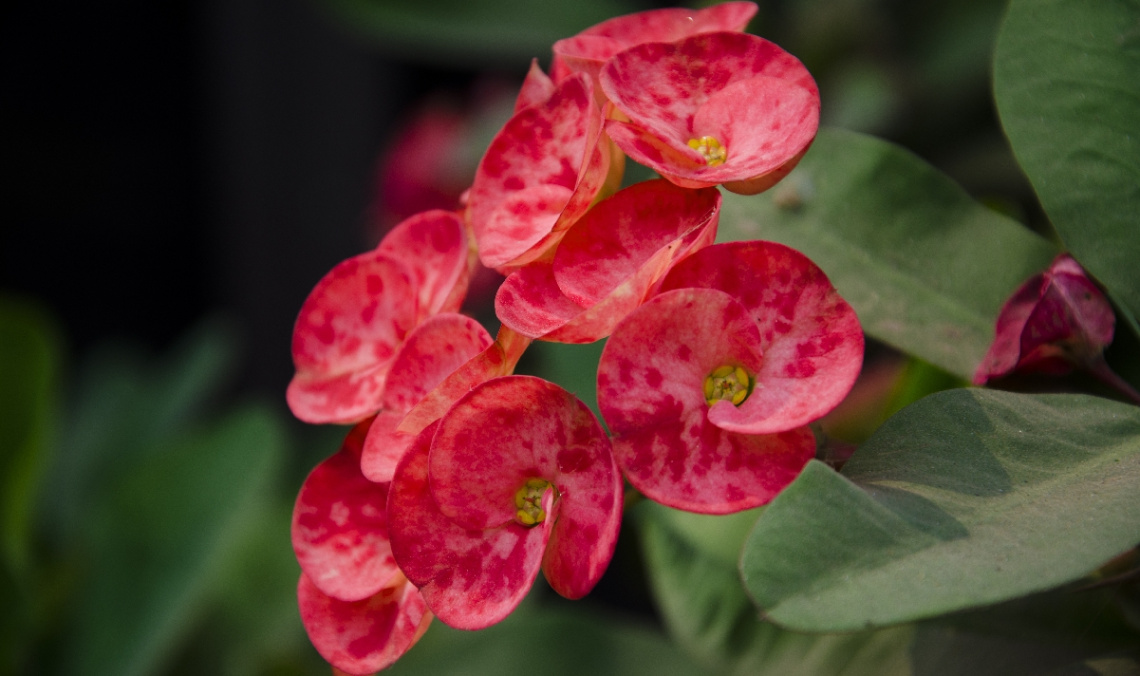 Crown-of-thorns