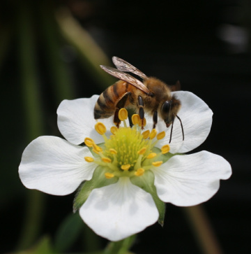 on the flower