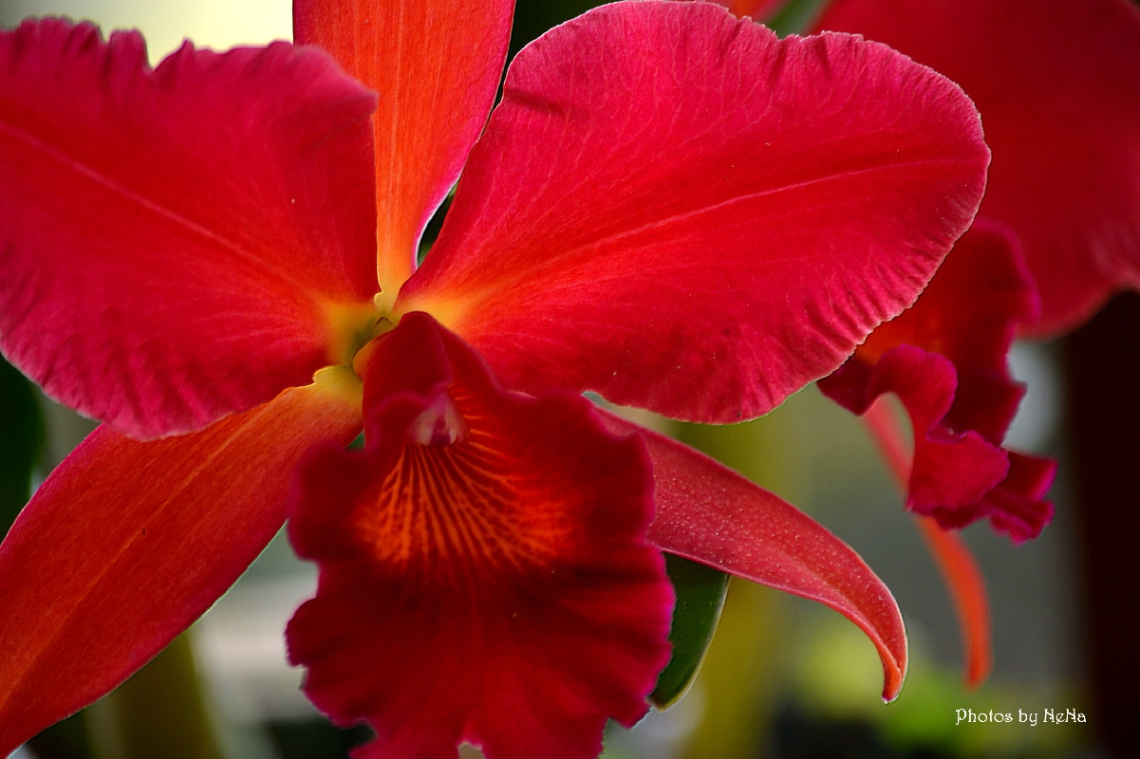 Explosion of color