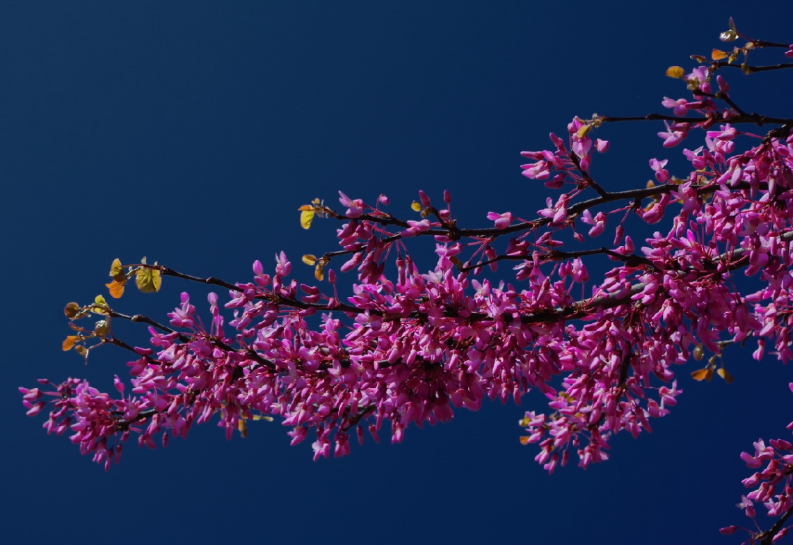 Pink tree