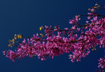 Pink tree