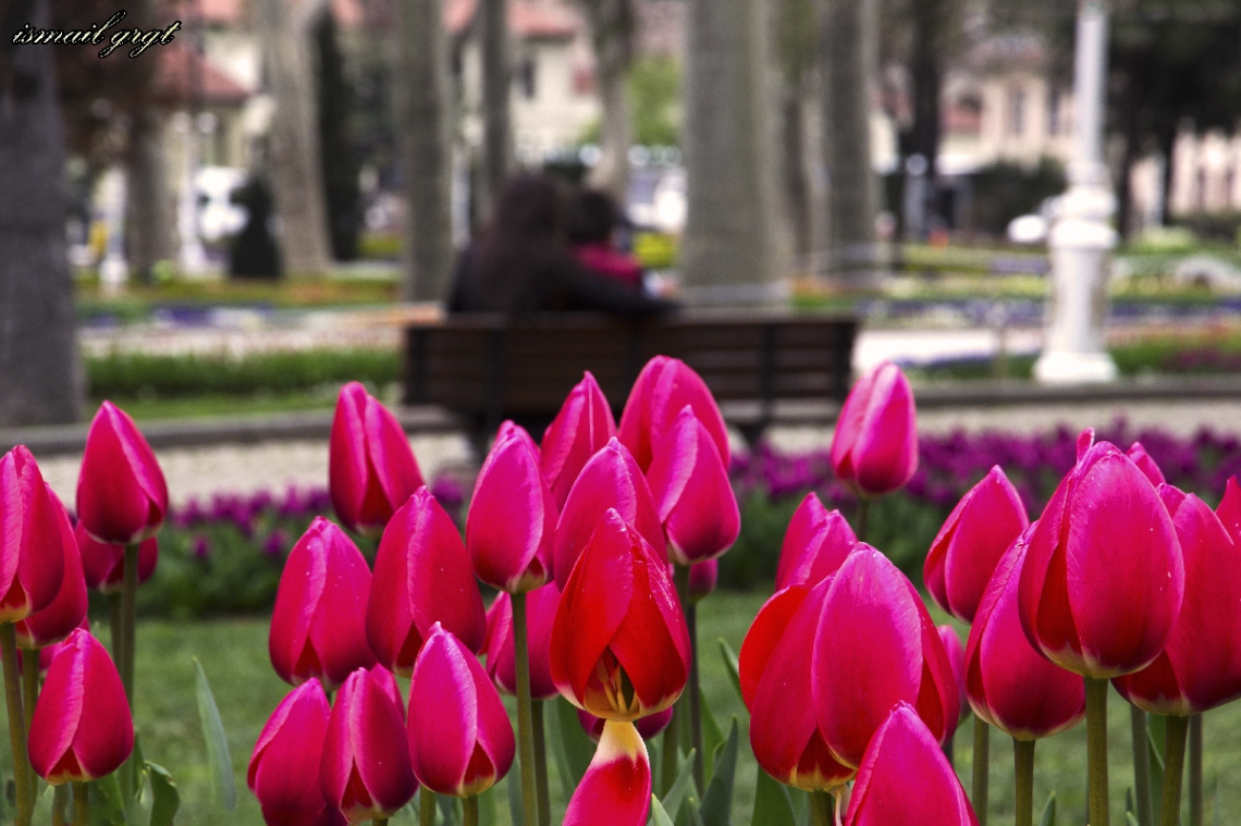 LALE DEVRİN ÇOCUKLARIYIZ BİZ ...