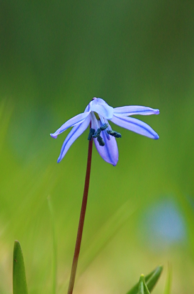 blue